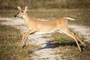 Deer Frolicking through the field