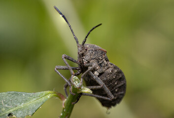 Large Potato Bug Big and Brown
