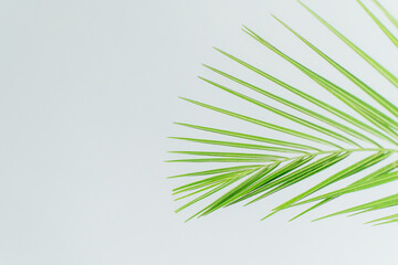 exotic plant wallpaper. isolated phoenix palm leaf on white. High quality photo