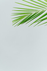 exotic plant wallpaper. isolated phoenix palm leaf on white. High quality photo