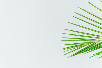 exotic plant wallpaper. isolated phoenix palm leaf on white. High quality photo