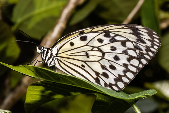 Large Butterfly up close detail