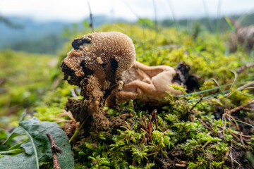Old Puffball  . Alter Bovist