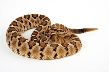 Baja California rattlesnake // Baja-Klapperschlange (Crotalus enyo)