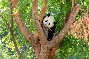 panda bear playing with a branch in a tree