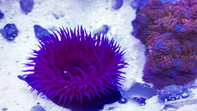 Erdbeeranemone im Meerwasseraquarium.
