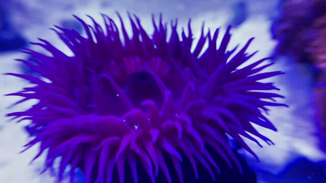Erdbeeranemone im Meerwasseraquarium.