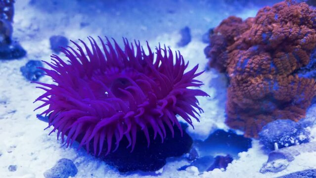 Erdbeeranemone im Meerwasseraquarium.