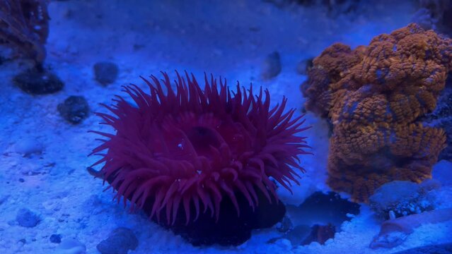 Erdbeeranemone im Meerwasseraquarium.