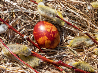 Macro shot of Easter eggs decorated with natural plants and flower blossoms boiled in onions peels. Traditional way to create yellow patterns of plants on brown eggs in sunlight