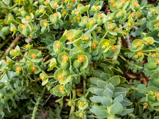 Myrtle spurge (Euphorbia myrsinites) with fruits (capsules)  in the garden in bright sunlight....