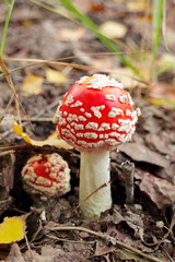 Amanita or Fly agaric in the leaves of the autumn forest. Wild mushrooms.