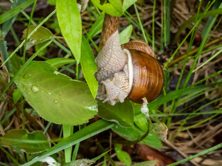 Macro shot of the Roman snail or Burgundy snail (Helix pomatia) eating a green leaf. Detailed shot of the mouth