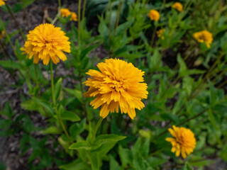 Close-up of False Sunflower (Heliopsis helianthoides) 'Asahi' with large golden-yellow fully double daisy flower
