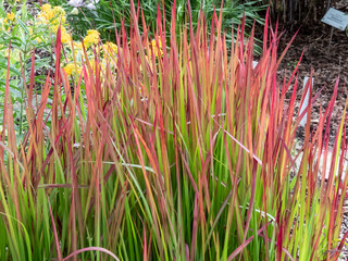 A Japanese bloodgrass cultivar (Imperata cylindrica) Red Baron with red and green leaves grown as an ornamental plant