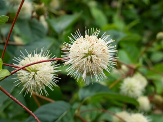 Flowering plant buttonbush, button-willow or honey-bells (Cephalanthus occidentalis) blooming in summer. Macro shot of white flower arranged in dense inflorescence