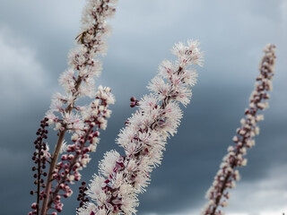 Macro shot of Bugbane (Cimicifuga simplex) 'Atropurpurea' blooming with dense spikes of small, fragrant, white flowers in early autumn, tinted purple in bud in sunlight