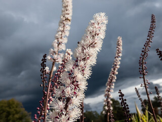 Macro shot of Bugbane (Cimicifuga simplex) 'Atropurpurea' blooming with dense spikes of small, fragrant, white flowers in early autumn, tinted purple in bud in sunlight