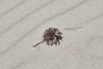 Samotna sosnowa szyszka na ciepłym piasku morskiej plaży. Różne formy i wzory na piasku ukształtowane przez fale i wiatr.