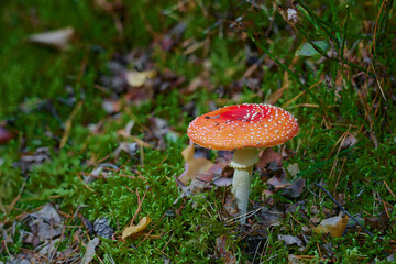 Muchomory czerwone stanowią ozdobę polskich lasów. Białe kropeczki na czerwono pomarańczowym tle.
