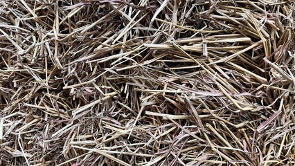 Grass texture. grass texture. Background. Green-wallpaper. Natural texture. hay grass material tree material