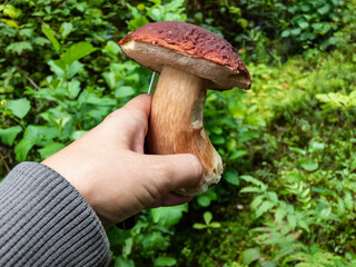 Close-up shot of a hand holding big cep, penny bun, porcino or porcini mushroom (boletus edulis) cut in the forest