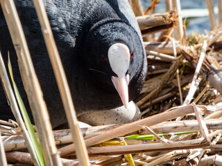 The Eurasian coot or common coot (Fulica atra) with slaty-black body, a glossy black head and a...