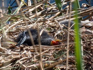 Damaged nest with broken eggs and newborn chicks of the Eurasian coot or common coot (Fulica atra)