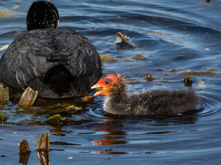 Fototapeta premium The Eurasian coot or common coot (Fulica atra) with black body and white bill with white frontal shield swimming with its chicks covered with a black down and red shield
