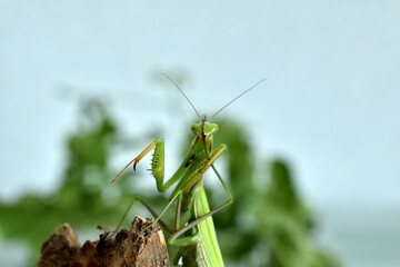 The green praying mantis raised its front paws, shot out of the face