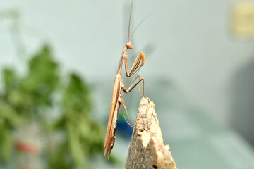 Brown praying mantis, insect predator.