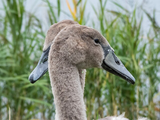 Close-up portrait of beautiful young mute swan or cygnet (cygnus olor) with grey feathers