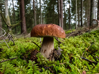 Close-up shot of the cep, penny bun, porcino or porcini mushroom (boletus edulis) growing in the forest surrounded with green moss