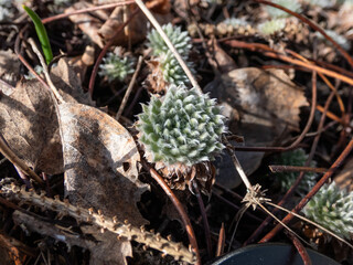 Close-up shot of the rock jasmine (Androsace sarmentosa) growing in the garden in late winter and spring forming compact rosettes of leaves
