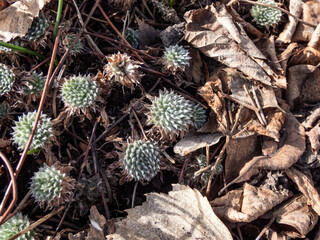 Close-up shot of the rock jasmine (Androsace sarmentosa) growing in the garden in late winter and spring forming compact rosettes of leaves