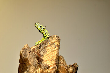 The caterpillar of the swallowtail butterfly wriggles on top of a log.