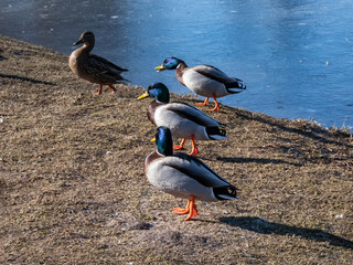 Group of adult, breeding male mallards or wild ducks (Anas platyrhynchos) with a glossy bottle-green head and a white collar