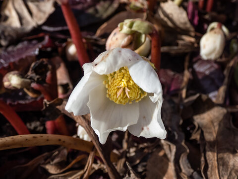 Close-up of the white Christmas rose or black hellebore (helleborus niger) in full bloom and open petals in early spring in bright sunlight