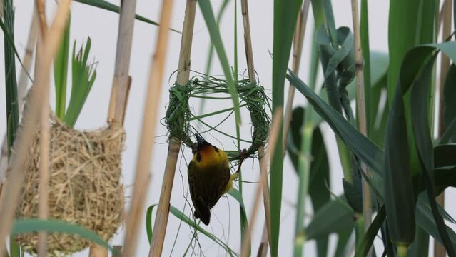 South African Southern masked weaver yellow bird weaving and building a new nest in reeds over water
