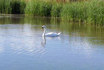 A Swan and other Wildfowl swimming in wetland in UK