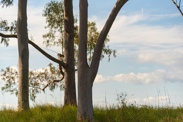 Eucalyptus plants on blue background