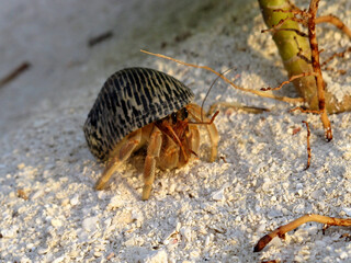 Closeup of a Coenobitidae terrestrial hermit crab