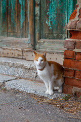 A domestic red-white cat in a collar sits on the threshold of an old brick house with a green door....