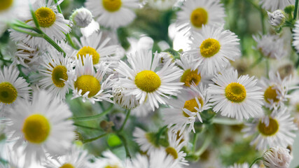 Fototapeta premium Fresh daisies in a vase. Close to field daisies. Daisies with light from the window
