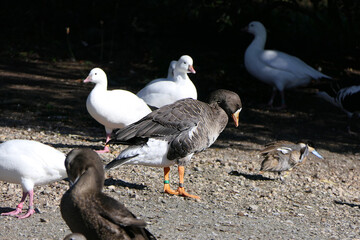 Goose and other Wildfowl wetland in UK