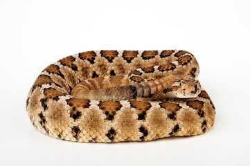 Baja California rattlesnake // Baja-Klapperschlange (Crotalus enyo enyo)