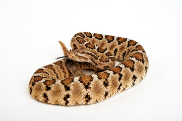 Baja California rattlesnake // Baja-Klapperschlange (Crotalus enyo enyo)
