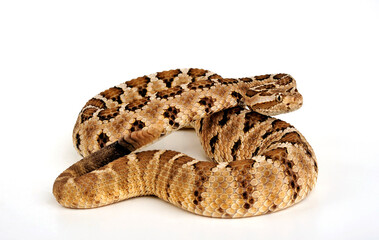 Baja California rattlesnake // Baja-Klapperschlange (Crotalus enyo enyo)