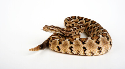 Baja California rattlesnake // Baja-Klapperschlange (Crotalus enyo enyo)