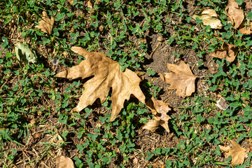Selective focus on yellow autumn leaves on a green grass background. Fallen dry maple leaves on the lawn. Beautiful concept fall wallpaper. Top view. 